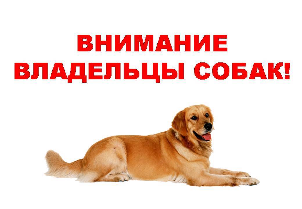 Отлов животных без владельцев!.
