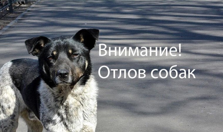 Отлов безнадзорных животных.