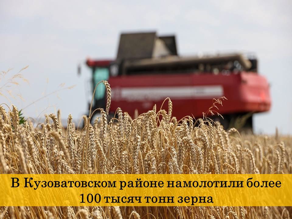 В Кузоватовском районе намолотили более 100 тысяч тонн зерна!.