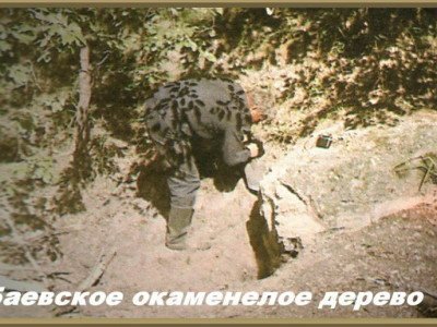 Баевское окаменелое дерево.